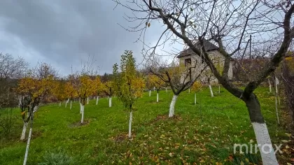 IP Ivancea, Orhei, Chișinău image 194160